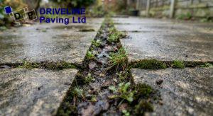 Weeds and moss rooted in silt filled joints between concrete paving slabs in a damp shaded UK garden